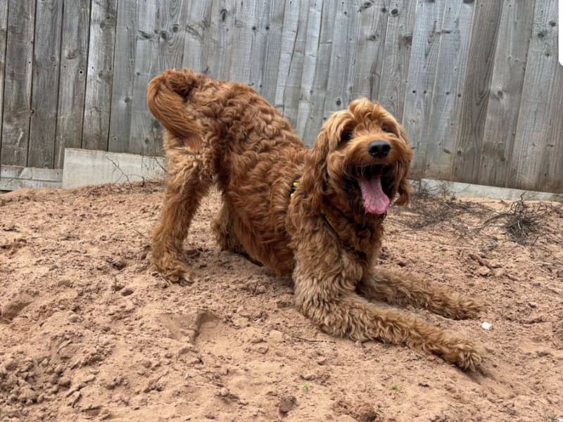 Scooter, male young Irish Setter for adoption at Dogs Trust Loughborough, Wymeswold