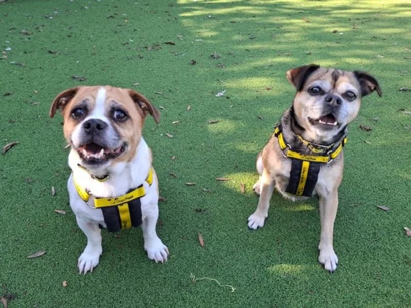 Rocky, male senior Jack Russell Terrier for adoption at Dogs Trust Loughborough, Wymeswold