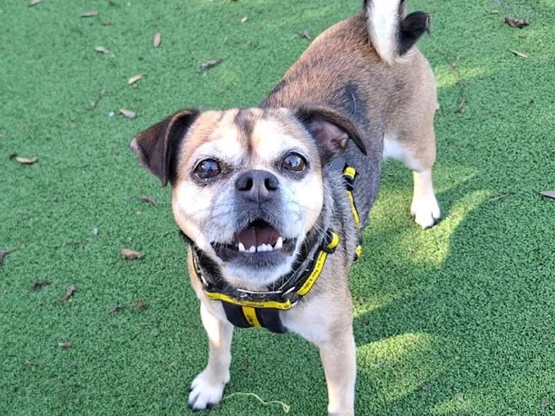 Lexi, female senior Jack Russell Terrier for adoption at Dogs Trust Loughborough, Wymeswold