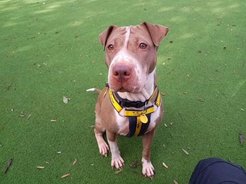 Coco, female 4yo Shar Pei for adoption at Dogs Trust Loughborough, Wymeswold