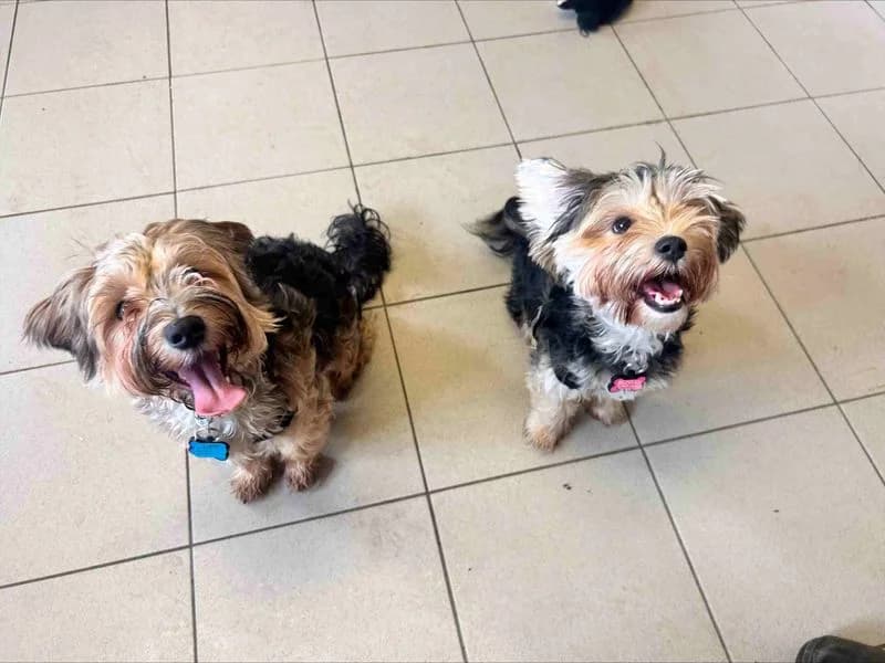 Iris, female puppy Maltese for adoption at Dogs Trust Loughborough, Wymeswold