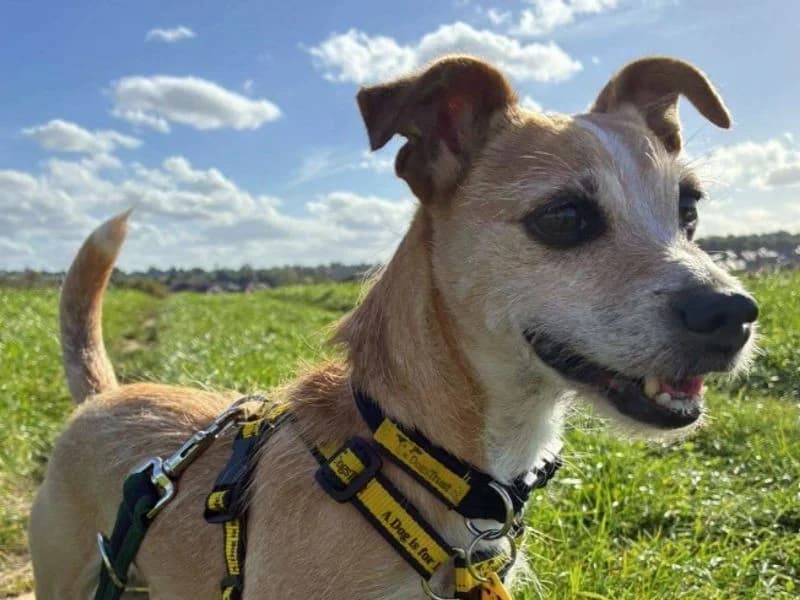 Dolly, female senior Jack Russell Terrier for adoption at Dogs Trust Loughborough, Wymeswold