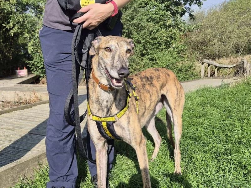 Keith, male 3yo Greyhound for adoption at Dogs Trust Loughborough, Wymeswold