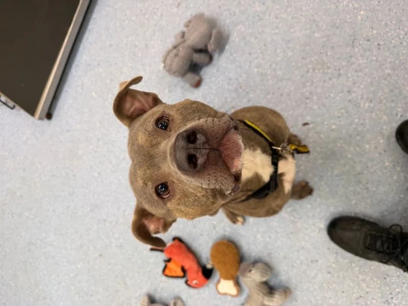 Zeus, male 4yo American Staffordshire Terrier for adoption at Dogs Trust Loughborough, Wymeswold