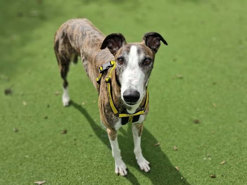Steve, male 4yo Greyhound for adoption at Dogs Trust Loughborough, Wymeswold