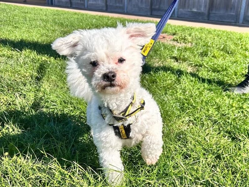 Pumpkin, female young Bichon Frisé for adoption at Dogs Trust Loughborough, Wymeswold