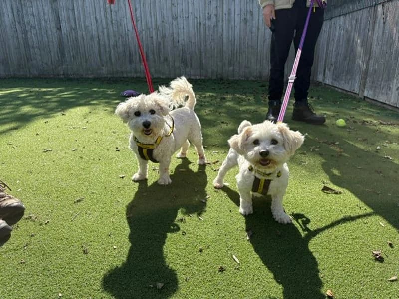 Buggsy, male senior Bichon Frisé for adoption at Dogs Trust Loughborough, Wymeswold