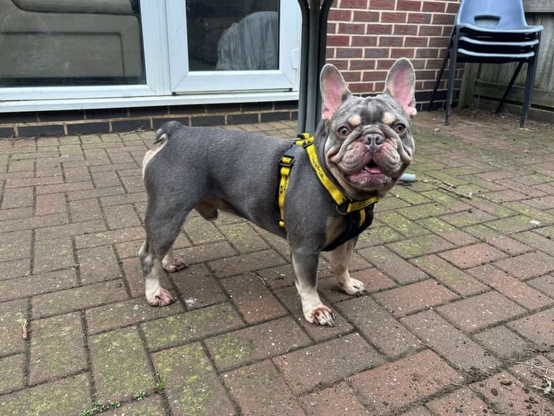 Axel, male 4yo English Bulldog for adoption at Dogs Trust Loughborough, Wymeswold