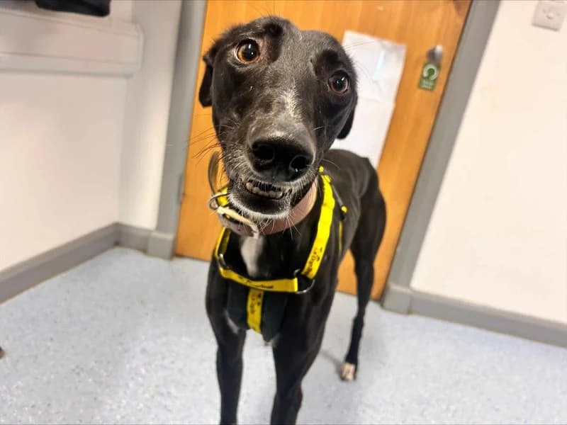 Robbie, male young Lurcher for adoption at Dogs Trust Loughborough, Wymeswold
