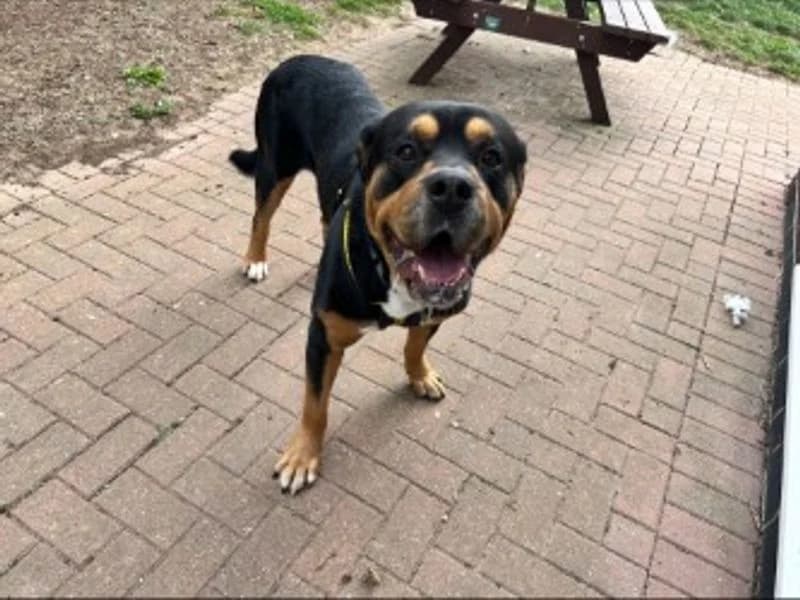 Bertie, male young Rottweiler for adoption at Dogs Trust Loughborough, Wymeswold
