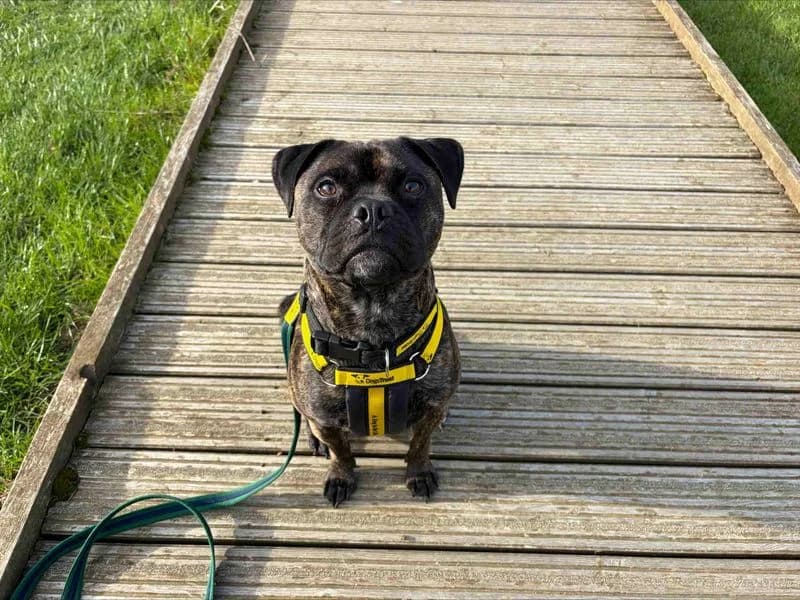 Rocco, male young Staffordshire Bull Terrier for adoption at Dogs Trust Loughborough, Wymeswold
