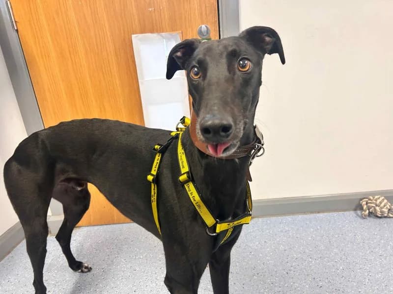 Beetlejuice, male 4yo Greyhound for adoption at Dogs Trust Loughborough, Wymeswold