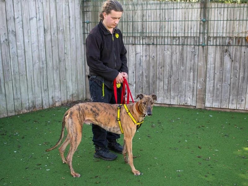 Boo, male 4yo Greyhound for adoption at Dogs Trust Loughborough, Wymeswold