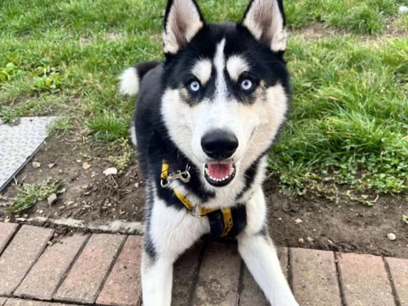 Zino, male puppy Husky for adoption at Dogs Trust Loughborough, Wymeswold