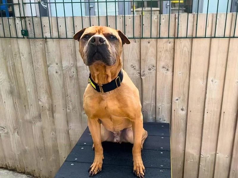 Bailey, male senior Shar Pei for adoption at Dogs Trust Manchester, Manchester
