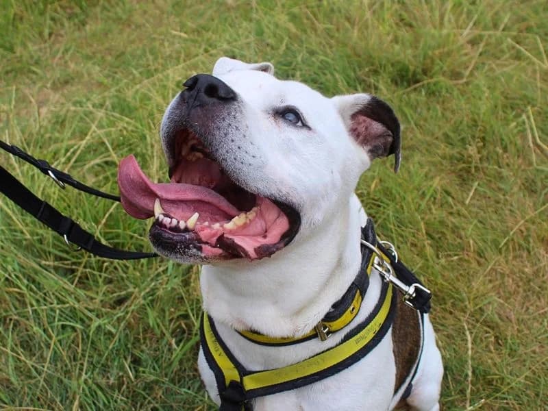 Buzz, male 7yo Mastiff for adoption at Dogs Trust Manchester, Manchester