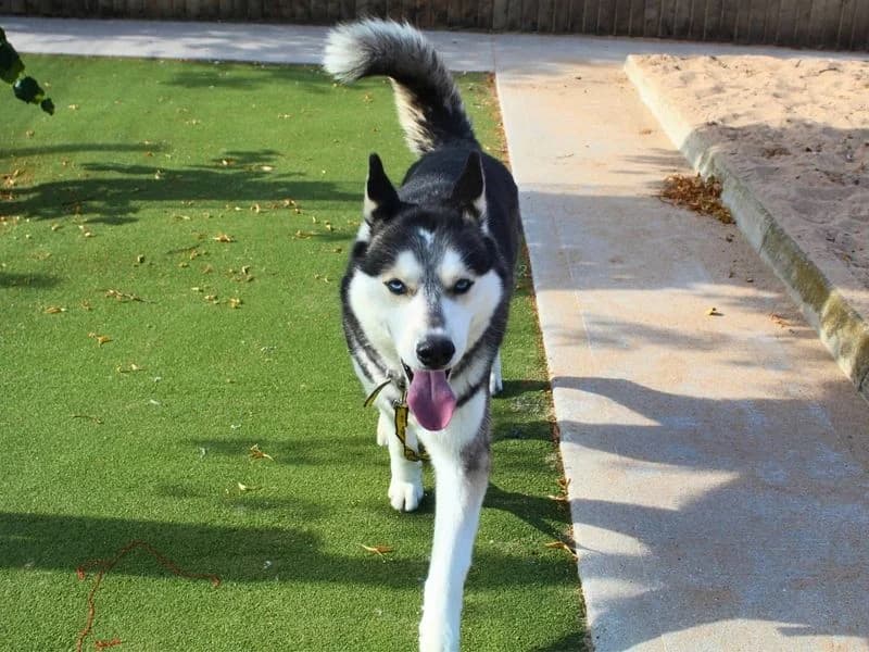 Hugo, male 5yo Husky for adoption at Dogs Trust Manchester, Manchester