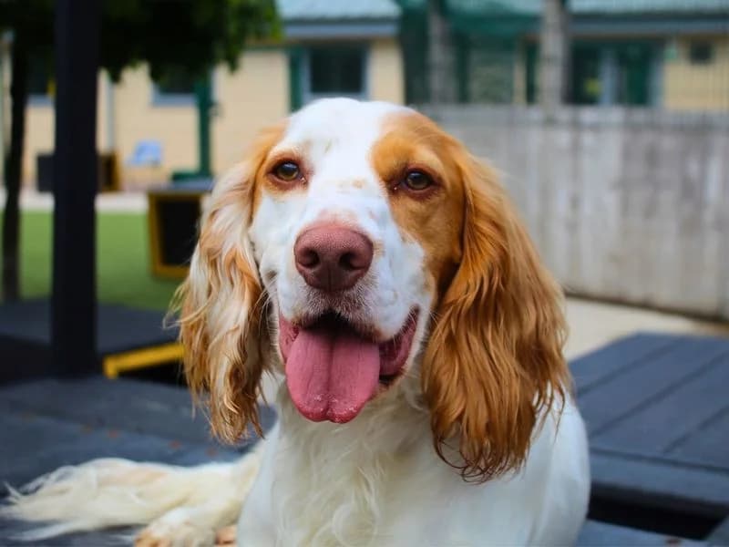 Champ, male young Cocker Spaniel for adoption at Dogs Trust Manchester, Manchester