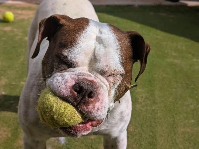 Zee, female 7yo English Bulldog for adoption at Dogs Trust Manchester, Manchester