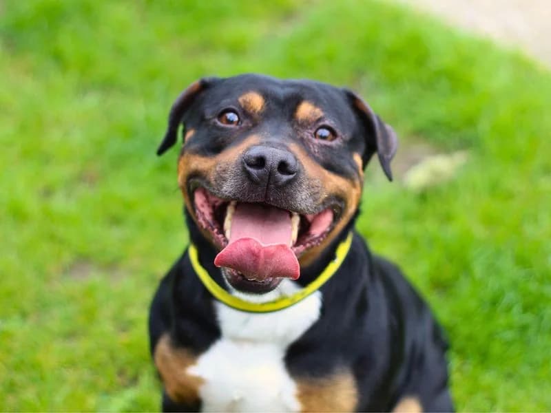 Rocky, male 6yo Staffordshire Bull Terrier for adoption at Dogs Trust Manchester, Manchester