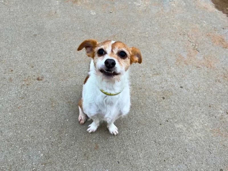 Loki, male senior Jack Russell Terrier for adoption at Dogs Trust Manchester, Manchester