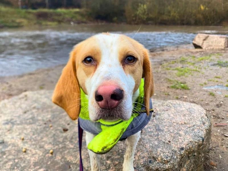 Patch, male young mixed breed for adoption at Dogs Trust Manchester, Manchester
