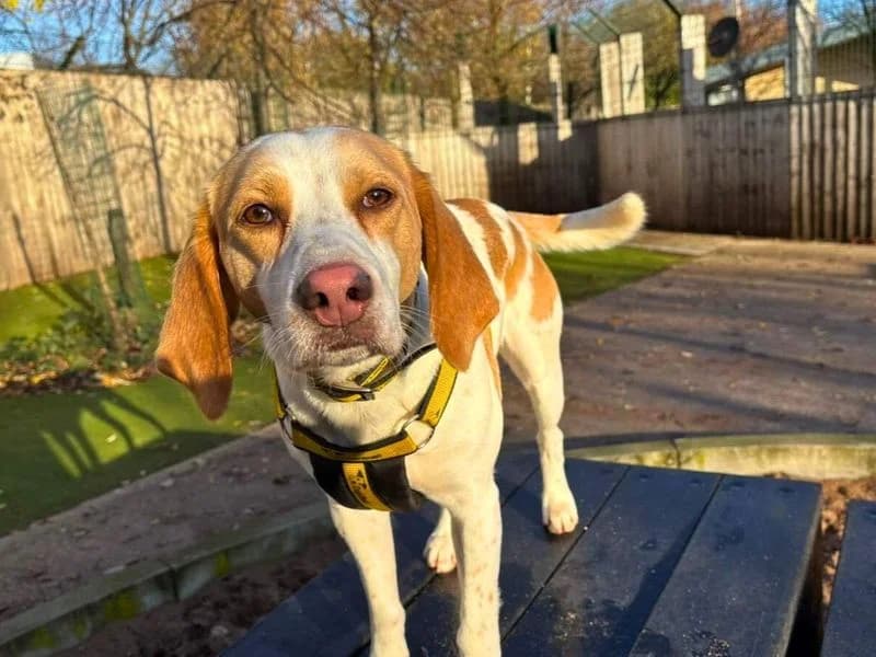 Patch, male young mixed breed for adoption at Dogs Trust Manchester, Manchester