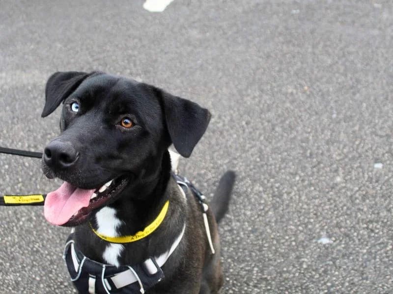 Dixie, male young Labrador Retriever for adoption at Dogs Trust Manchester, Manchester