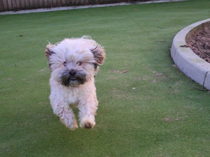 Coco, male young Shih Tzu for adoption at Dogs Trust Manchester, Manchester