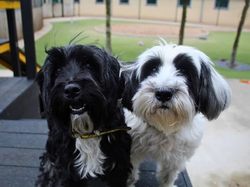 Pippin, female senior mixed breed for adoption at Dogs Trust Manchester, Manchester