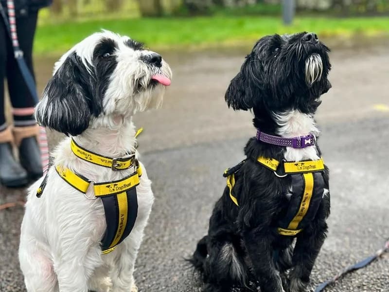 Coco, female senior mixed breed for adoption at Dogs Trust Manchester, Manchester