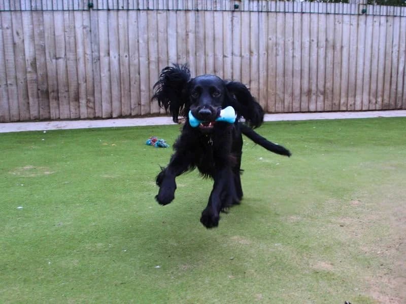 Wilson, male 3yo Cocker Spaniel for adoption at Dogs Trust Manchester, Manchester