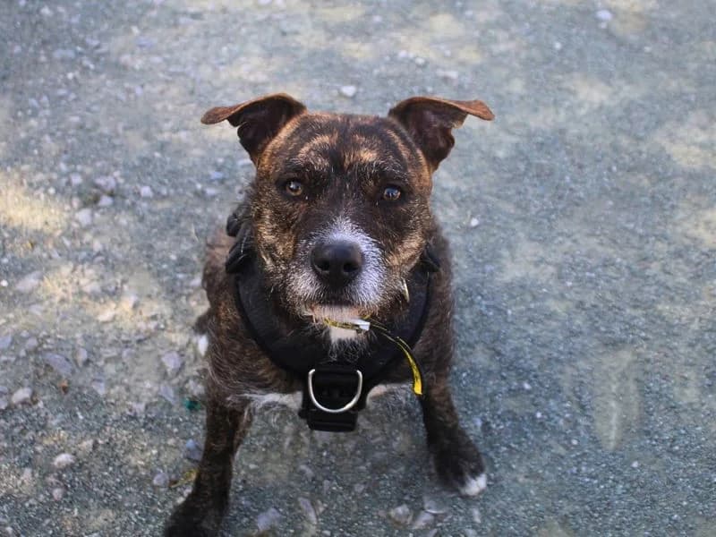 Mushroom, male young Staffordshire Bull Terrier for adoption at Dogs Trust Manchester, Manchester