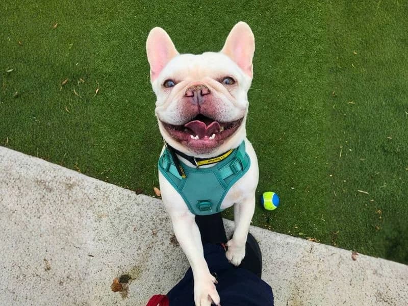 Honey, female 5yo English Bulldog for adoption at Dogs Trust Manchester, Manchester
