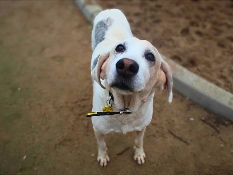 Hastings, male senior mixed breed for adoption at Dogs Trust Manchester, Manchester