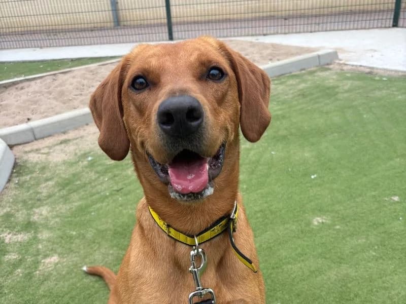 Milo, male young Labrador Retriever for adoption at Dogs Trust Manchester, Manchester
