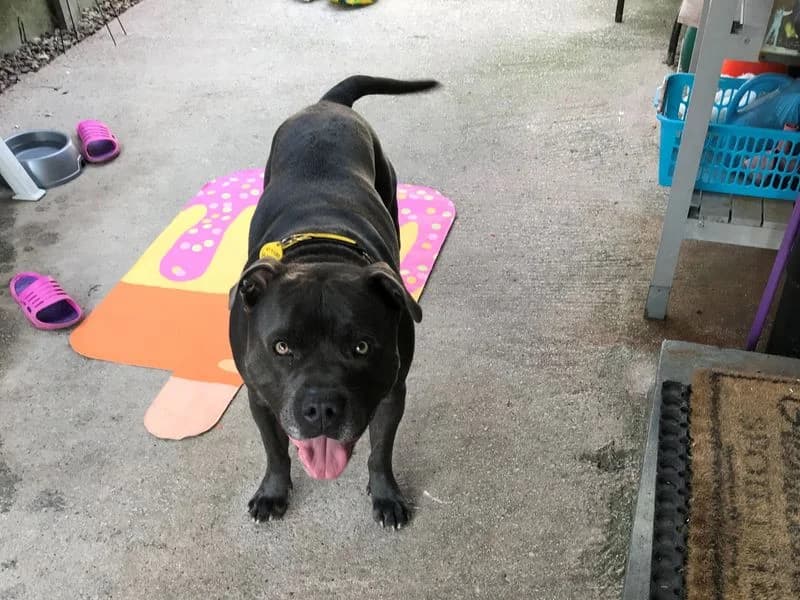 Hugo, male 7yo Staffordshire Bull Terrier for adoption at Dogs Trust Manchester, Manchester