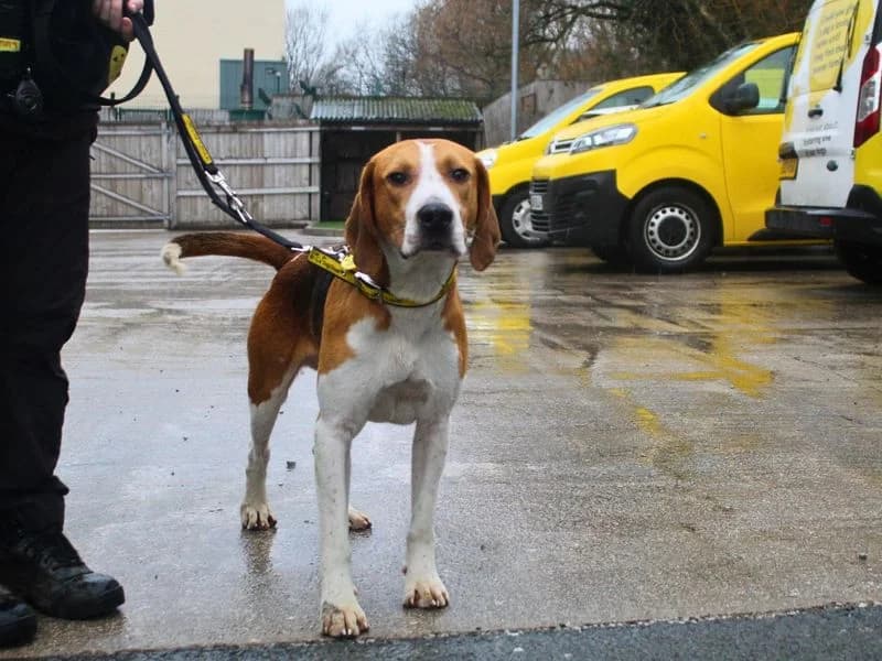 Icarus, male 5yo mixed breed for adoption at Dogs Trust Manchester, Manchester