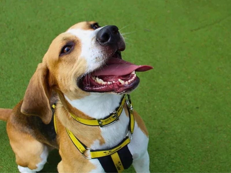 Icarus, male 5yo mixed breed for adoption at Dogs Trust Manchester, Manchester