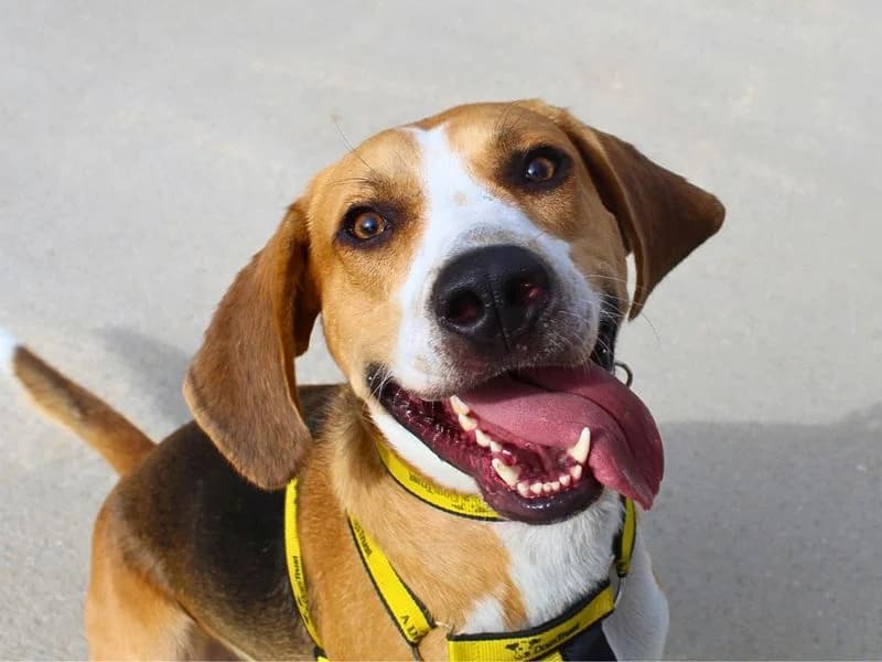 Icarus, male 5yo mixed breed for adoption at Dogs Trust Manchester, Manchester