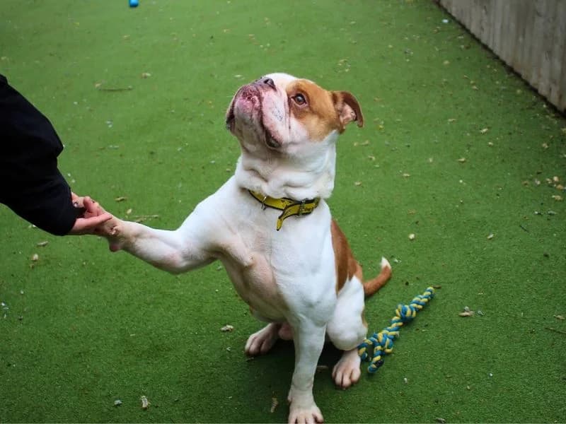 Simba, male 4yo English Bulldog for adoption at Dogs Trust Manchester, Manchester