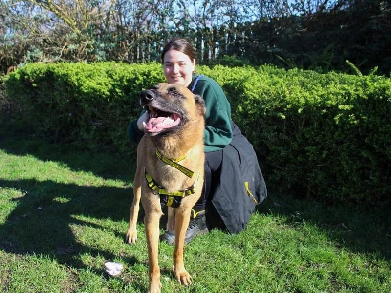 Remi, male 4yo Belgian Malinois for adoption at Dogs Trust Manchester, Manchester