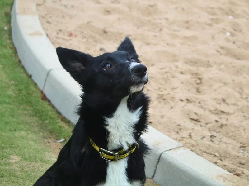 Benson, male young Border Collie for adoption at Dogs Trust Manchester, Manchester