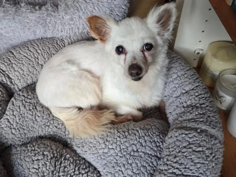 Pixie, female senior Chihuahua for adoption at Dogs Trust Manchester, Manchester