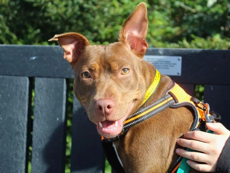 Dumpling, female young Staffordshire Bull Terrier for adoption at Dogs Trust Manchester, Manchester