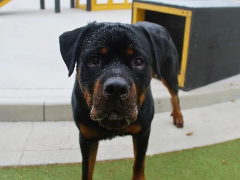 Bear, male young Rottweiler for adoption at Dogs Trust Manchester, Manchester