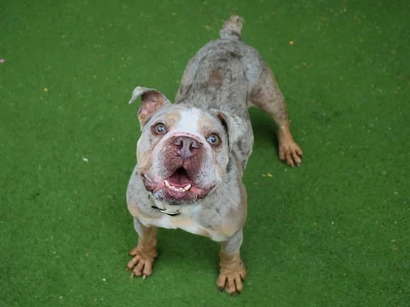 Sully, male 3yo English Bulldog for adoption at Dogs Trust Manchester, Manchester