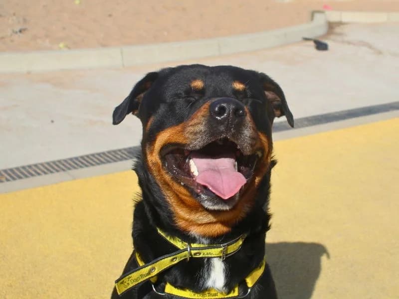 Otis, male 3yo Rottweiler for adoption at Dogs Trust Manchester, Manchester