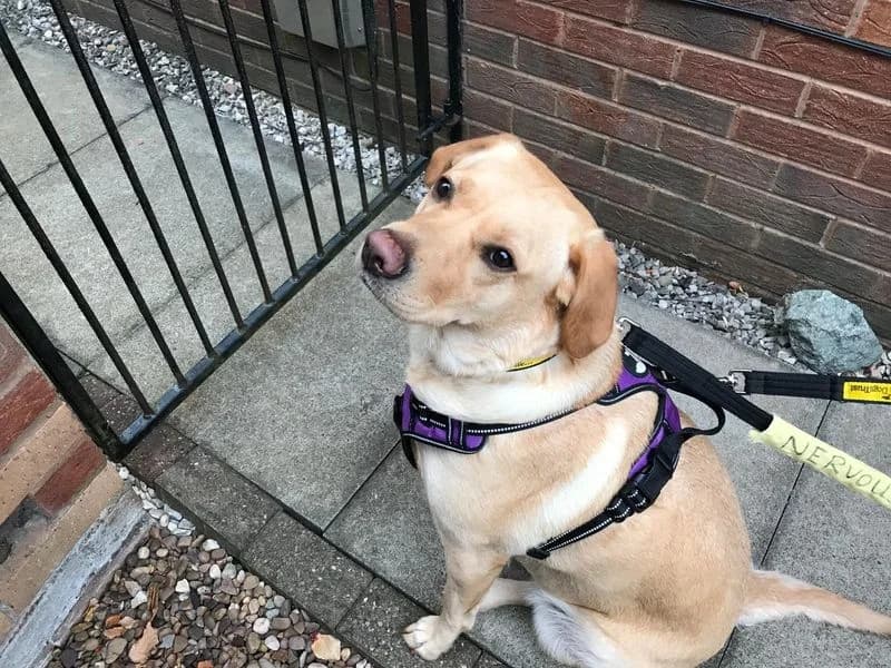 Clover, female young Labrador Retriever for adoption at Dogs Trust Manchester, Manchester