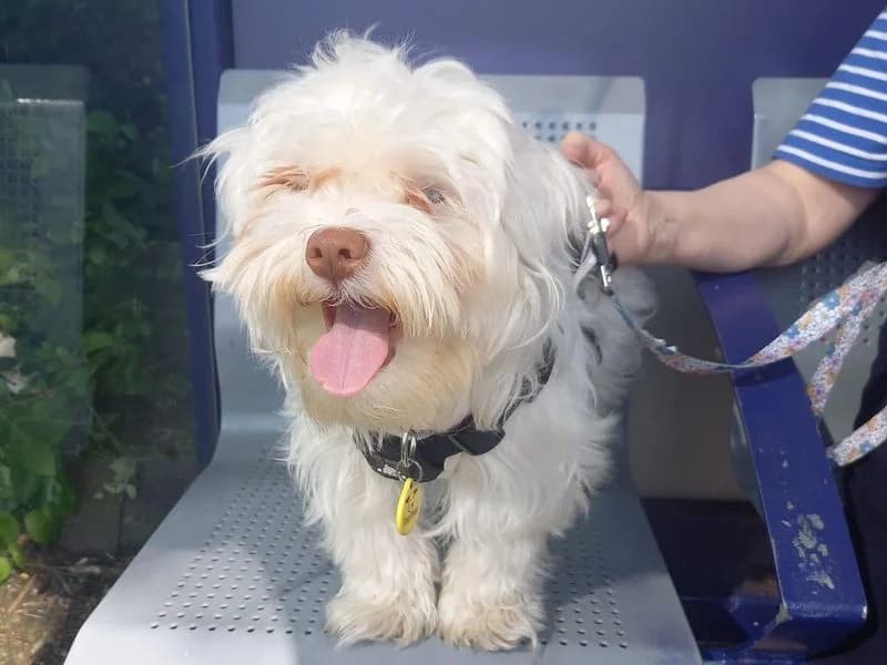 Zena, female young Maltese for adoption at Dogs Trust Manchester, Manchester